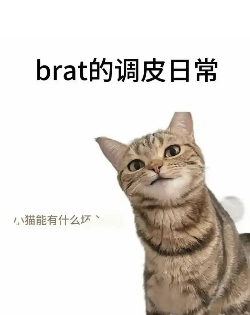 西檬之家-k8是什么：猫系BDSM角色深度解析