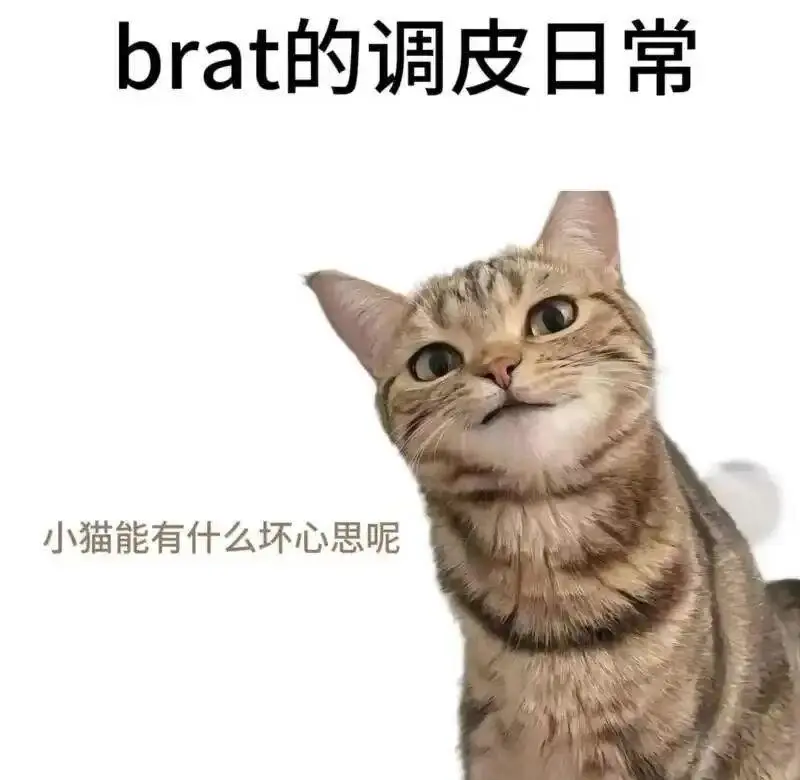【西檬之家】BDSM圈内黑话解密：从DT到SSC原则，新人必知的核心概念